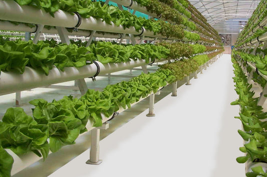 Cannabis Grow Room Flooring Coverings: GrowFloor® Vinyl Flooring vs. Epoxy Paint