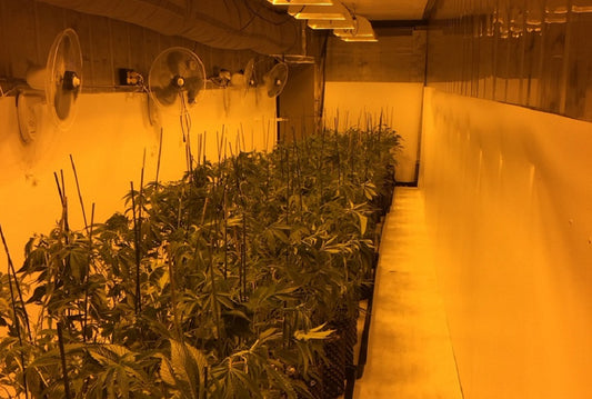 Compare Grow Room Wall Coverings: Mylar vs. White Paint vs. Vinyl GrowWall™