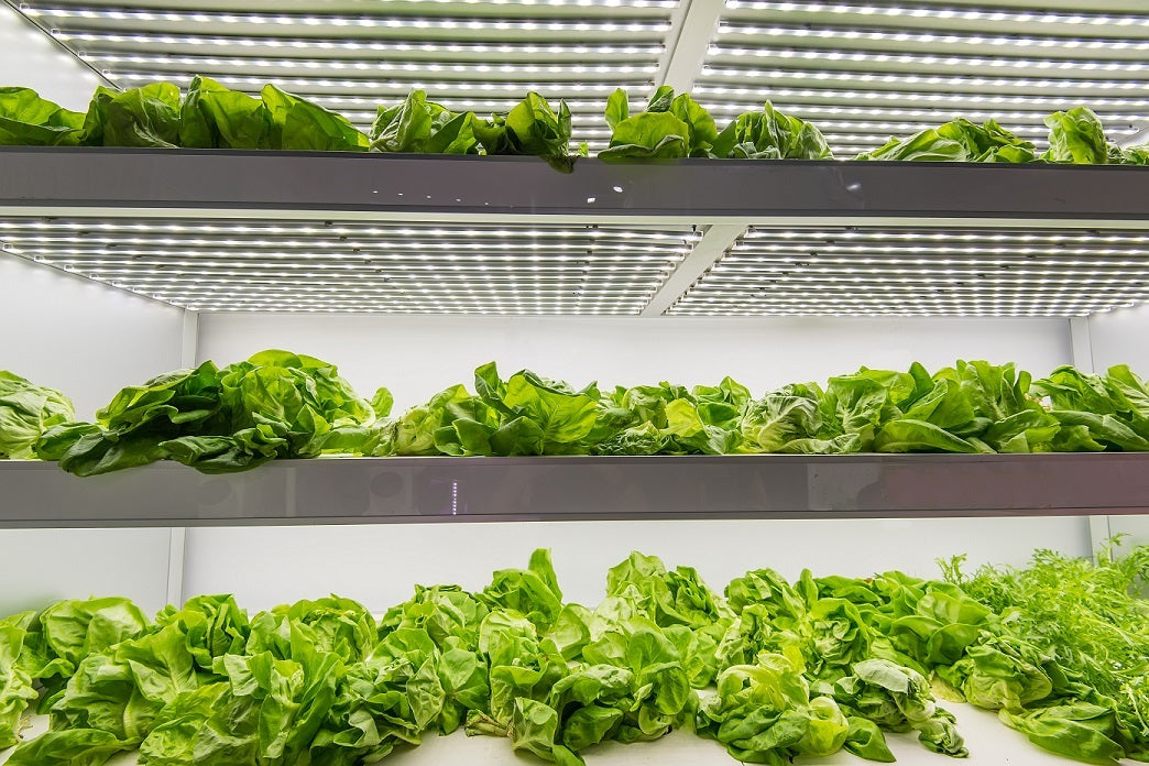 Avoid All the Politics with High-Quality, American-Made GrowFloor and GrowWall