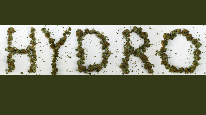 5 Important Steps to Grow Cannabis Hydroponically and Harvest the Best Bud and Crop
