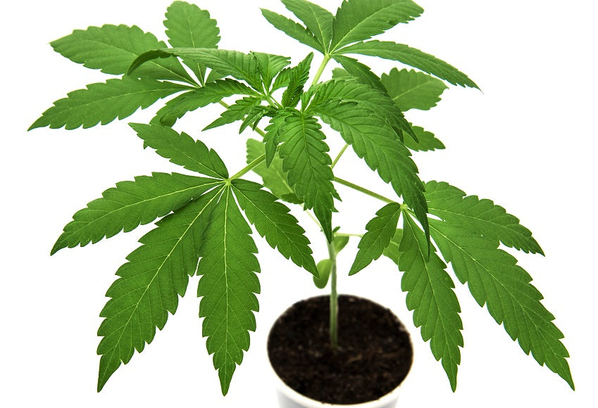 The Why and How of Growing Cannabis Organically Indoors
