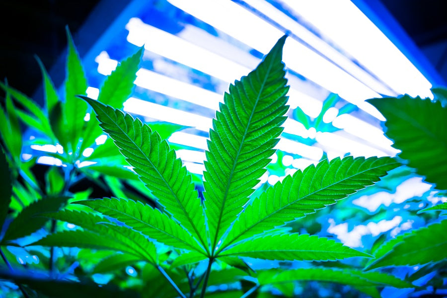 New Technologies Enhance Cannabis Production in Large Grow Facilities