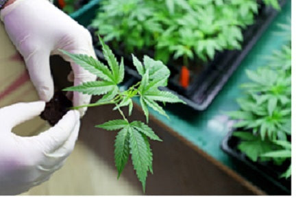 What Pot for My Pot? Choosing the Best Containers for Cannabis Growing