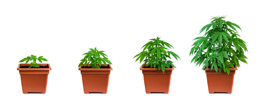 Your Cannabis Timeline: 4 Stages of Growing Indoor Marijuana Plants
