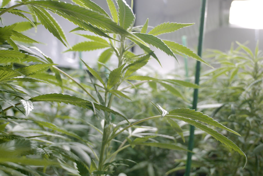 What is the Best Cannabis Grow Room Floor and Wall Covering?