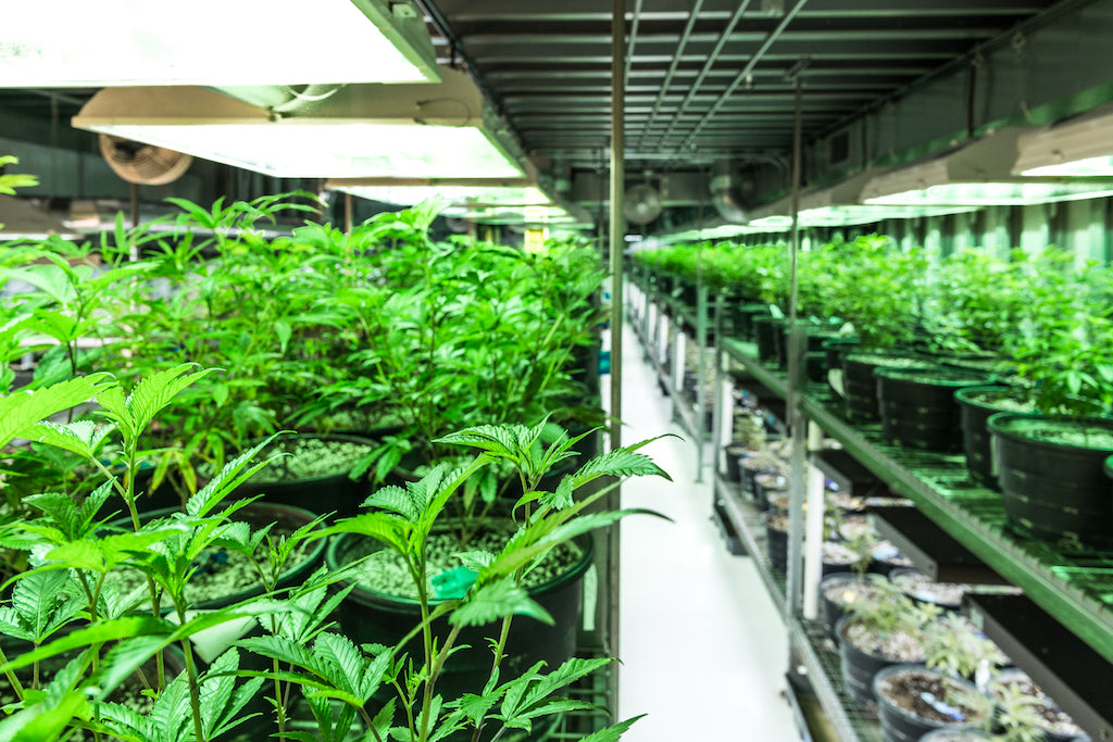 Growing Cannabis Indoors: Better Quality Control and a Far Superior Bud